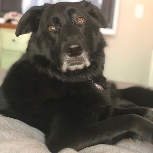 Meet your Posher, Justin